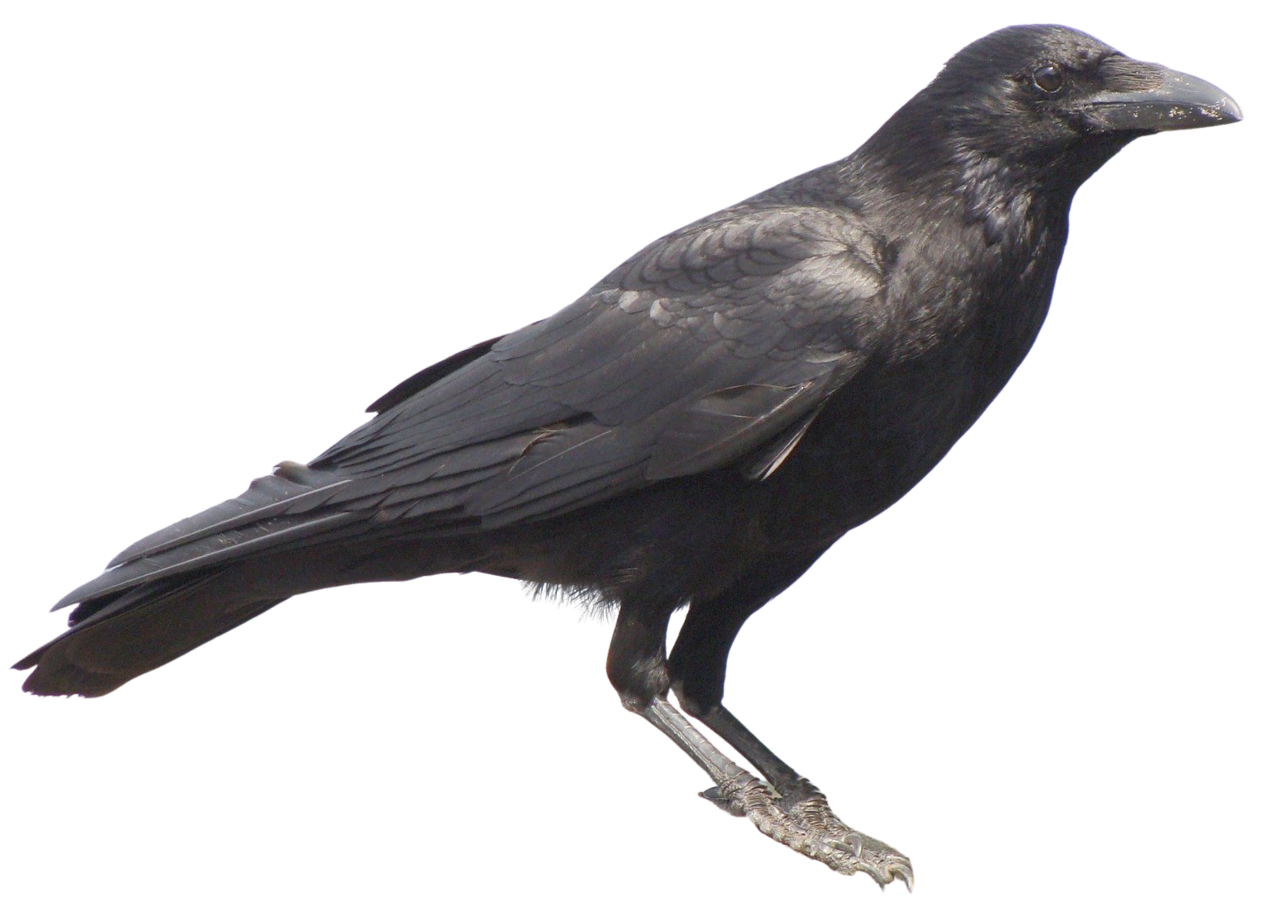 Carrion Crow