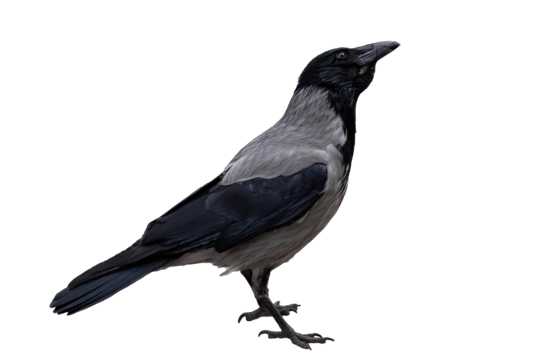 Hooded Crow
